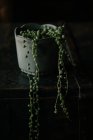 String of potted peal hanging from table edge — Stock Photo