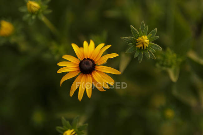 Doronicum yellow flowers in field — Stock Photo