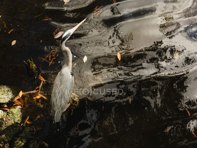 Grey heron on water — Stock Photo