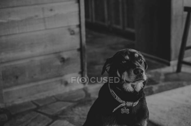 Old faithful friend dog — Stock Photo