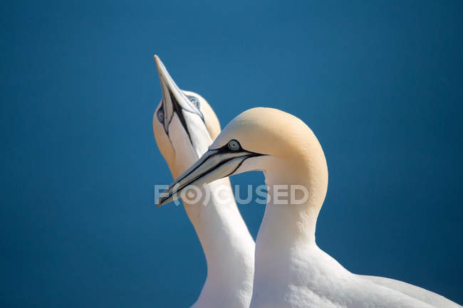 Northern gannet, birds in love — Stock Photo