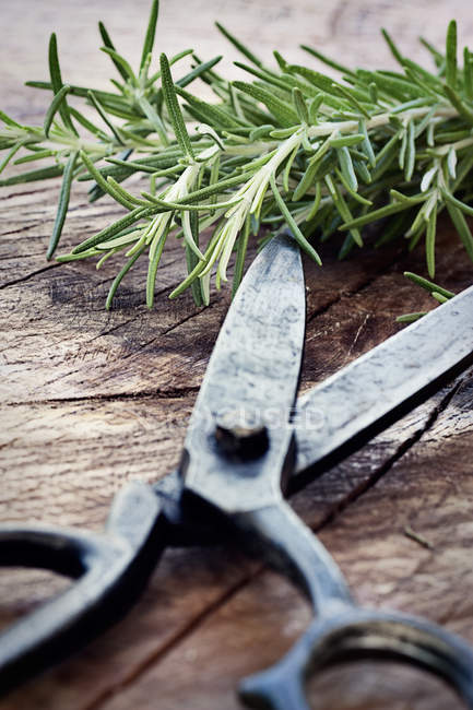 Freshly harvested herbs — Stock Photo