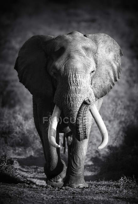 Elephant Bull (Artistic processing) — Stock Photo