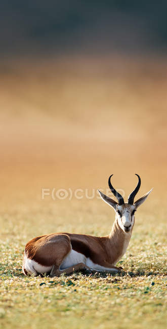 Springbock ruht auf grünem Gras — Stockfoto