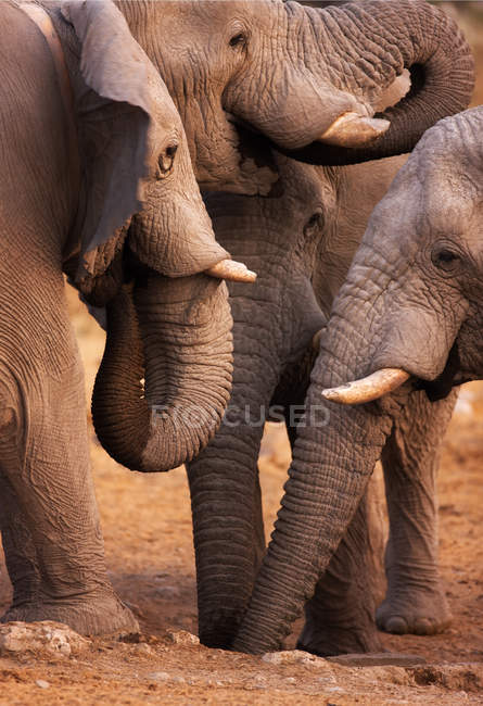 Elephants drink — Stock Photo