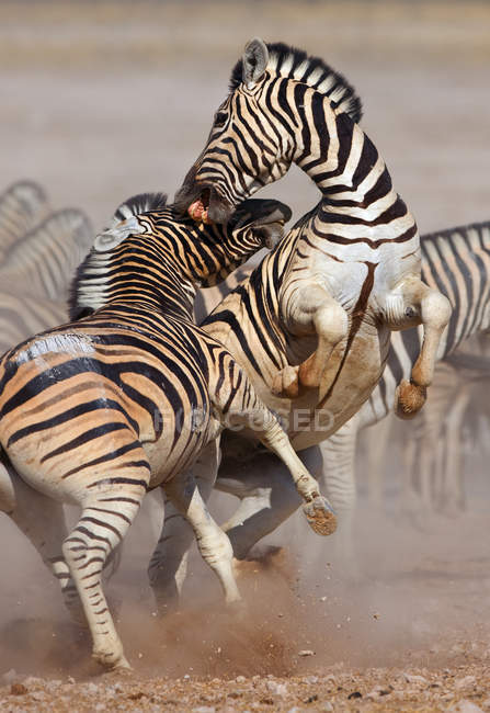 Zebras kämpfen — Stockfoto