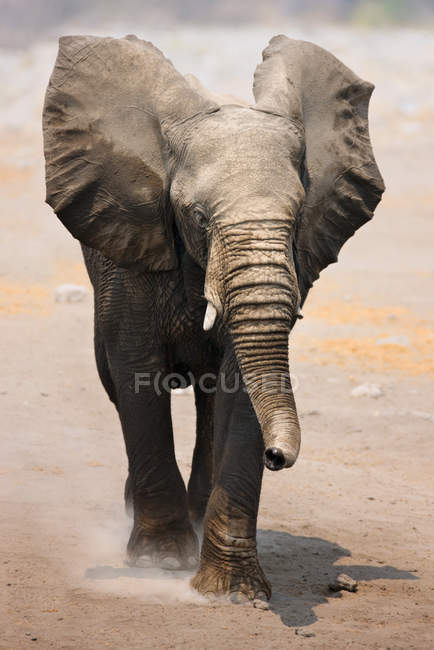 Charge de taureau éléphant — Photo de stock