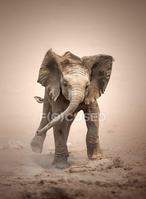 Eléphant veau faux charge — Photo de stock