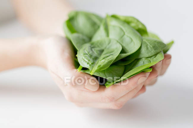 Primo piano delle mani della donna che tengono gli spinaci — Foto stock