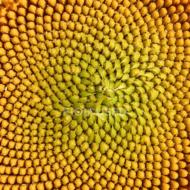 Sunflower macro shot — Stock Photo