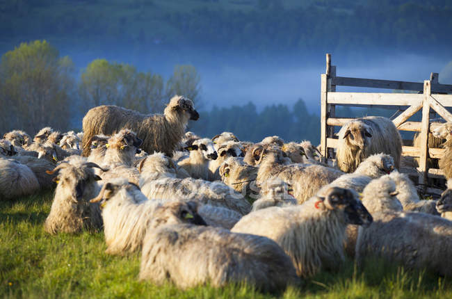 Troupeau de moutons dans le brouillard du matin — Photo de stock