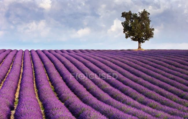 Champ de lavande et un arbre solitaire — Photo de stock