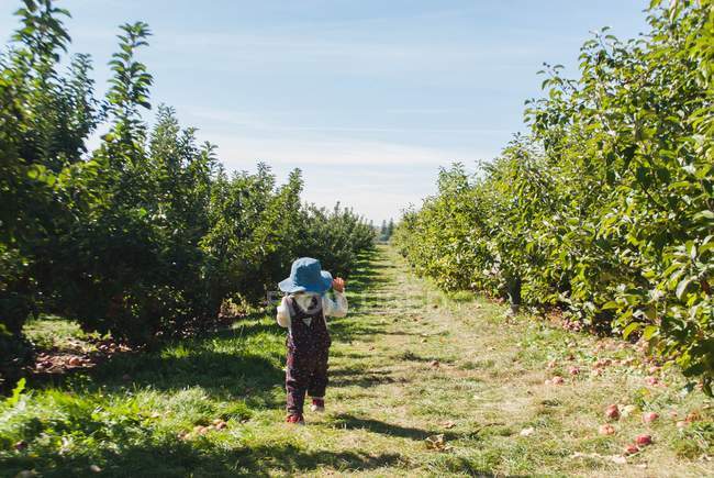 Viaggio di raccolta di mele — Foto stock