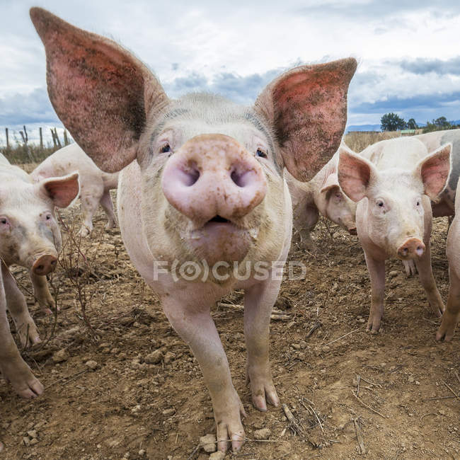 Rosafarbener Schweinekopf — Stockfoto