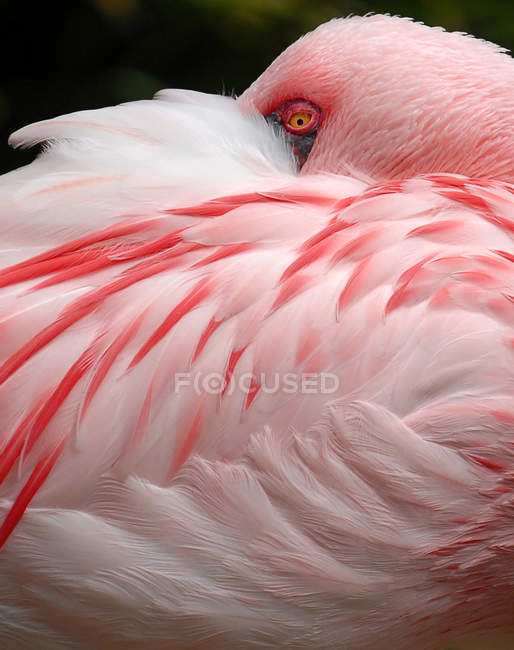 Pink flamingo bird — Stock Photo