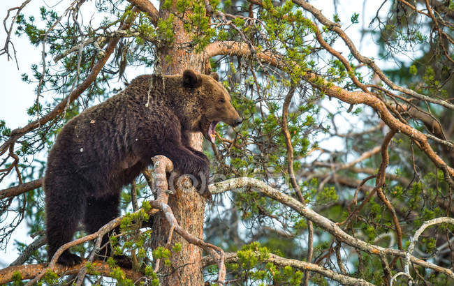 Elle-ours est montée sur un pin — Photo de stock