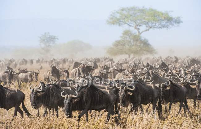 Antilopes migratrices va sur savane poussiéreuse — Photo de stock