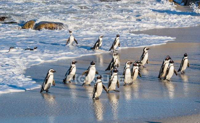 Afrikanische Pinguine laufen aus dem Ozean — Stockfoto