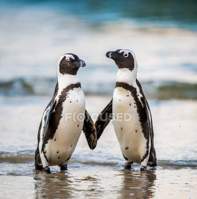 Afrikanische Pinguine laufen aus dem Ozean — Stockfoto