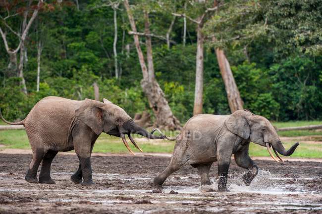 Atacar elefantes forestales de la cuenca del Congo - foto de stock