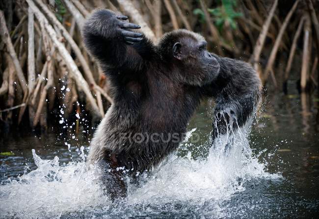 Chimpanzee in water — Stock Photo