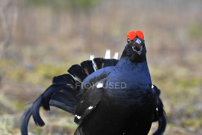 Porträt eines lekking black mouse — Stockfoto