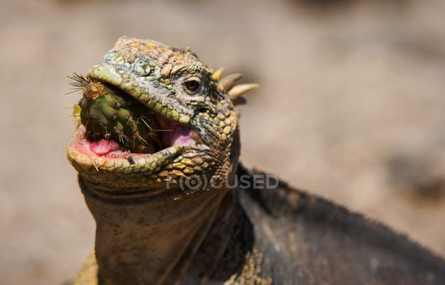 L'iguane mange un cactus . — Photo de stock