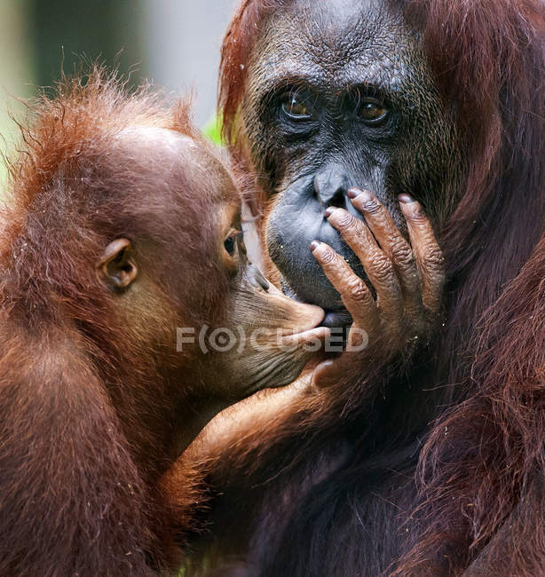 The cub of the orangutan kisses mum. — Stock Photo