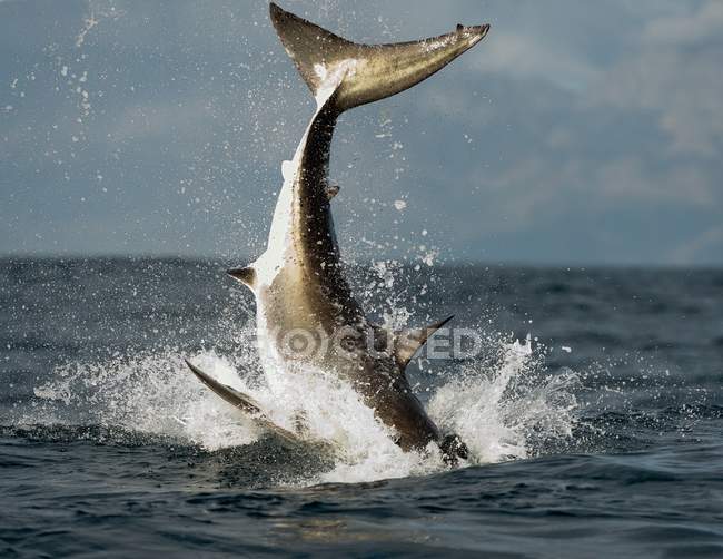 Requin blanc sautant — Photo de stock