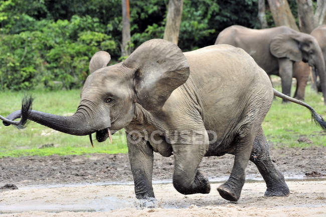 Elefante Bosque Africano, Loxodonta africana cyclotis, de la Cuenca del Congo. En la salina Dzanga (un claro forestal) República Centroafricana, Sangha-Mbaere, Dzanga Sangha - foto de stock