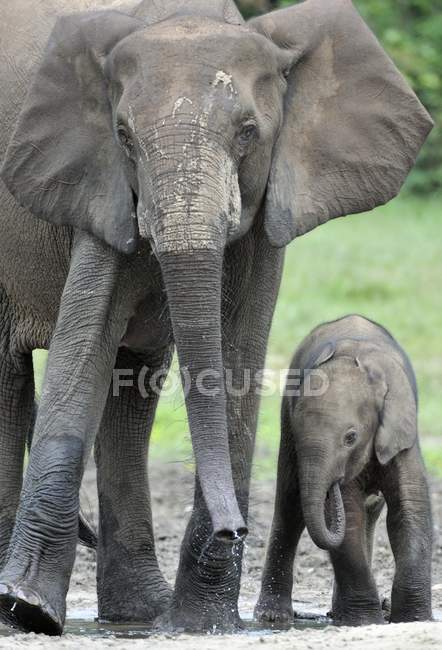 El elefante ternero y la vaca elefante El elefante del bosque africano, Loxodonta africana cyclotis. En la salina Dzanga (un claro forestal) República Centroafricana, Dzanga Sangha - foto de stock