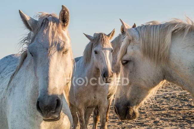 Retrato de caballos blancos - foto de stock