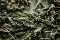 Замороженные осенние листья — стоковое фото