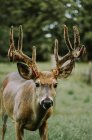 Schöner männlicher Hirsch mit großen Hörnern — Stockfoto