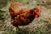 Braune Henne auf Bauernhof — Stockfoto