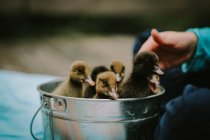 Cute little ducklings — Stock Photo