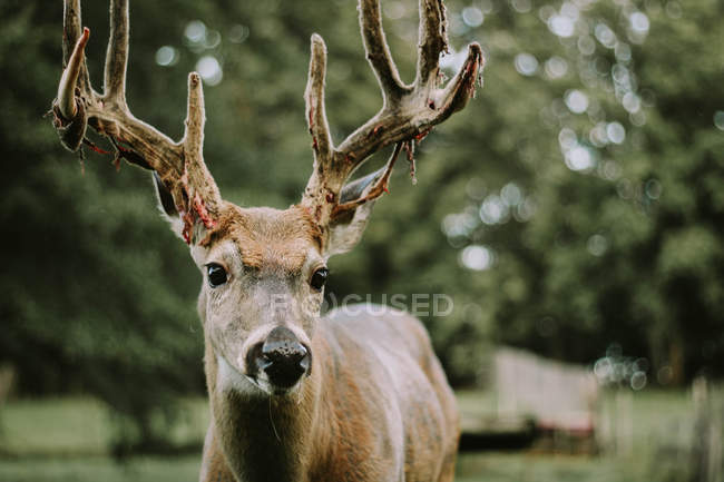 Bela cervo macho com chifres grandes — Fotografia de Stock