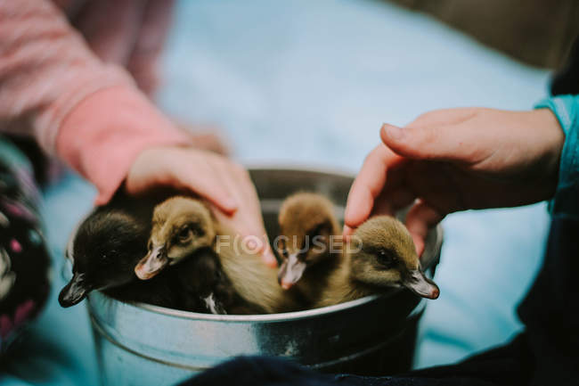 Cute little ducklings — Stock Photo