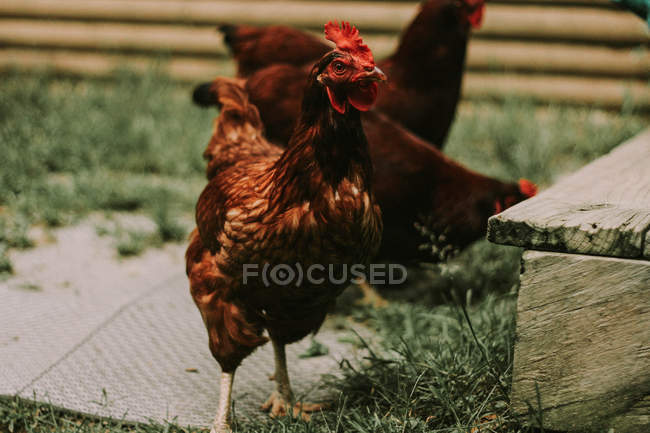 Braune Hühner auf Bauernhof — Stockfoto