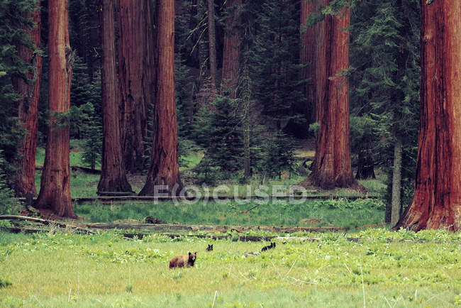 Bear in Sequoia National Park — Stock Photo