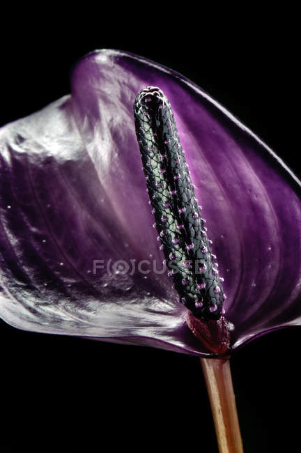 Fiore di anthurium viola — Foto stock