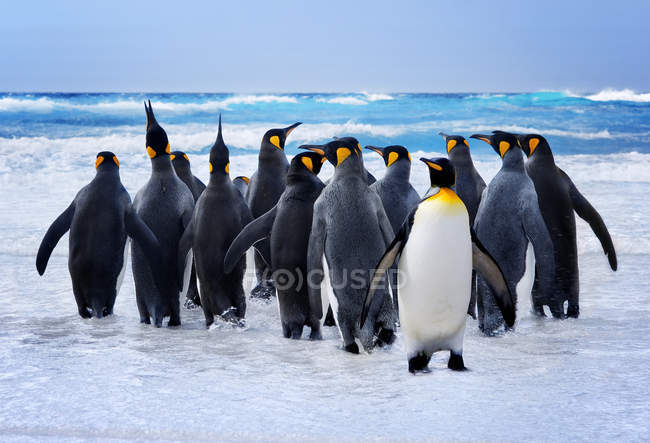 Pingouins royaux — Photo de stock