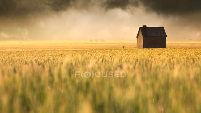 Campo dourado — Fotografia de Stock