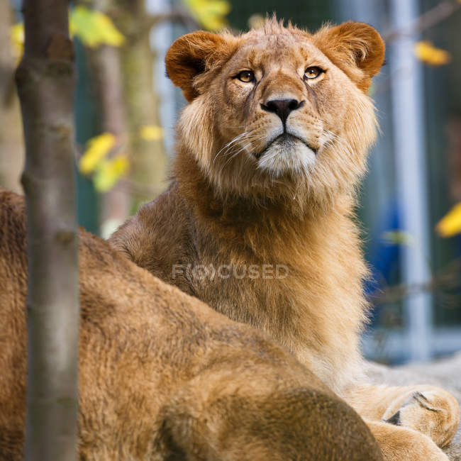 Retrato de cerca de una leona majestuosa (Panthera Leo ) - foto de stock