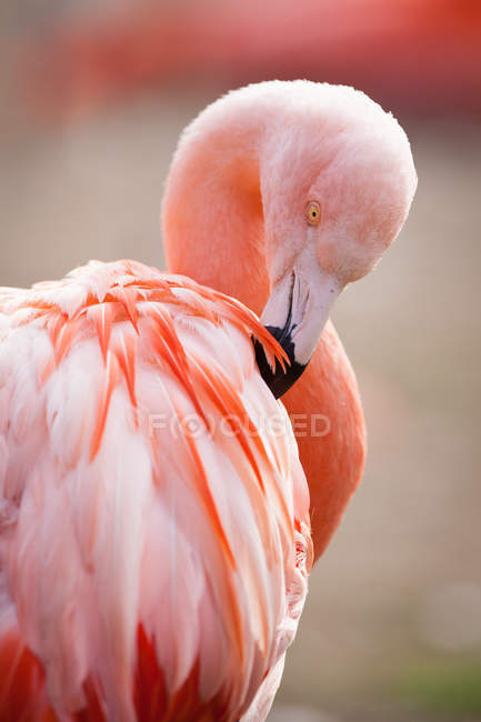 Pink Flamingos — Stock Photo