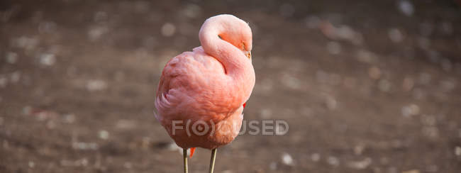 Pink Flamingos — Stock Photo