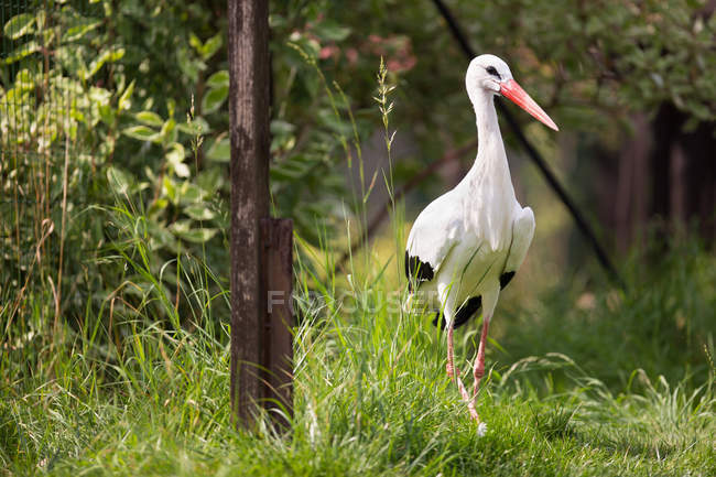 Cigogne blanche — Photo de stock