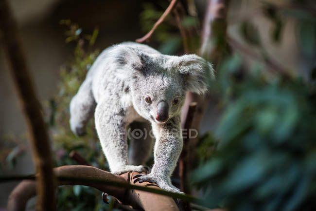 Коала на дереве с кустом — стоковое фото