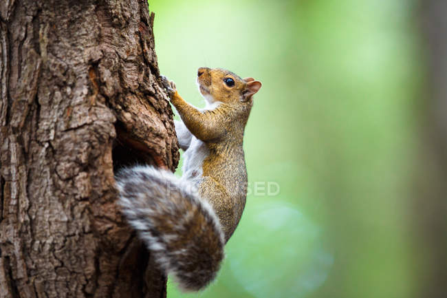 Eastern Grey Squirrel — Stock Photo