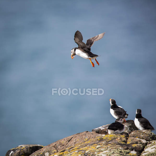 Puffins, острів травня — стокове фото